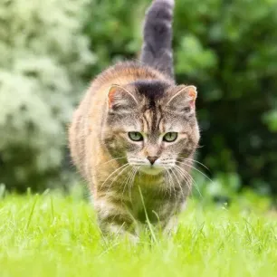 Harmful Substances and Poisonous Foods for Cats