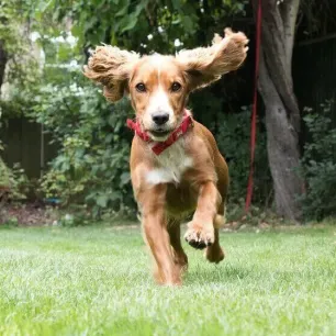 How Much Does a Puppy Cost? All You Need to Know