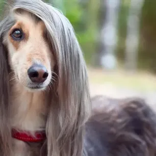 12 Long-Haired Dog Breeds