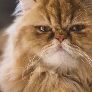 Breathing Problems in Flat-faced Cat Breeds