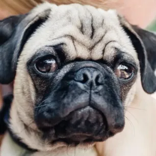 Top 9 Pug Health Problems to Look Out For