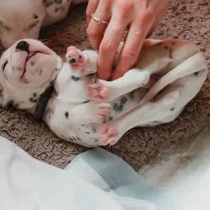 Puppy Buying Guide: Finding the Right Breeder