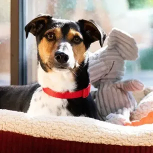 Puppy Sleeping Arrangements