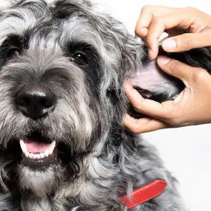 Recognising and Treating Dog Mites