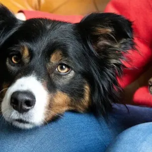 Should I Get a Cat or Dog?