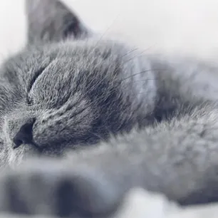 Sleeping Arrangements for a Kitten’s First Night Home