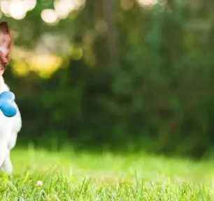 Terrier Dog Breeds: Everything You Need to Know