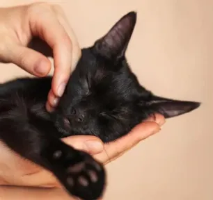 The Best Black Cat Names