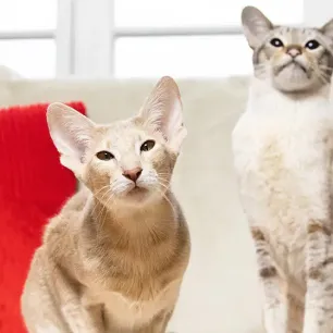 The Best Boy and Girl Kitten Names