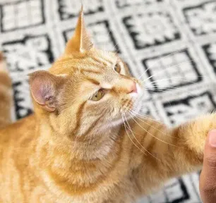 The Best Male and Female Cat Names