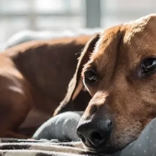 Things to Look Out for During Dog Labour