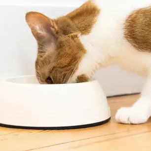 Understanding Your Cat’s Liver Condition