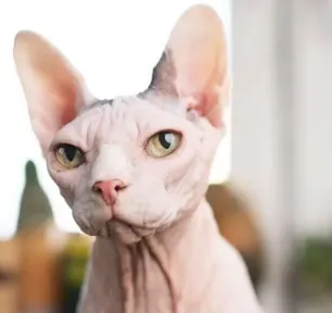 Why Adopt an Older Cat?