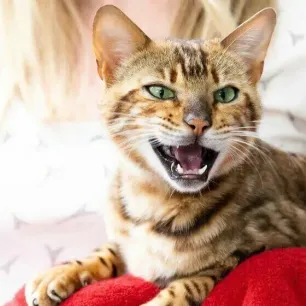 Why Does My Cat Meow at Night?