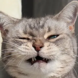 Why Is My Cat Sneezing?