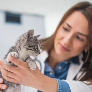 Why Is My New Kitten Not Eating?