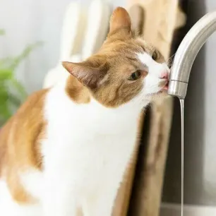 Why is your cat drinking lots of water?
