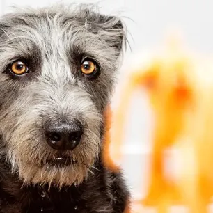 Can Dogs Eat Pasta, Spaghetti or Noodles?