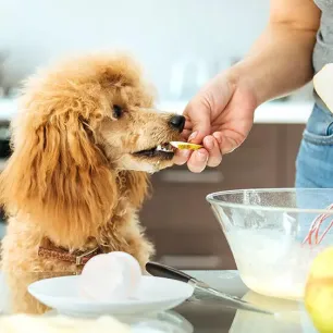Can Dogs Eat Pears?
