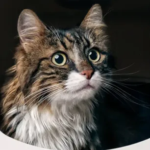 Incontinence in Cats