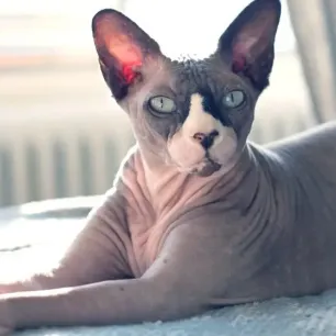6 Hairless Cat Breeds