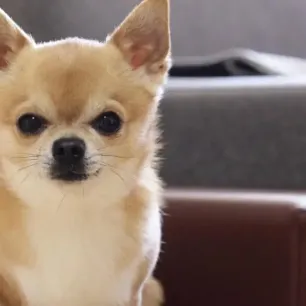 Health Problems in Chihuahuas