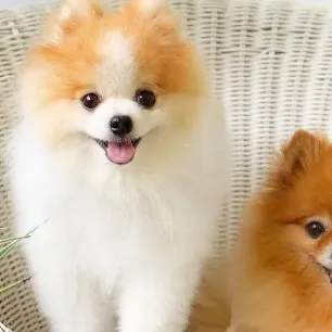 Common Health Problems in Pomeranians