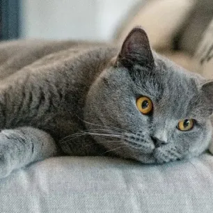 11 Short-haired Cat Breeds