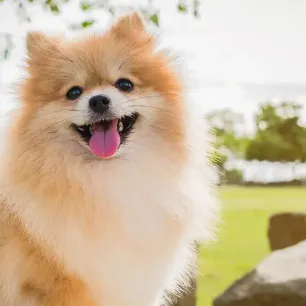 9 Small Fluffy Dog Breeds