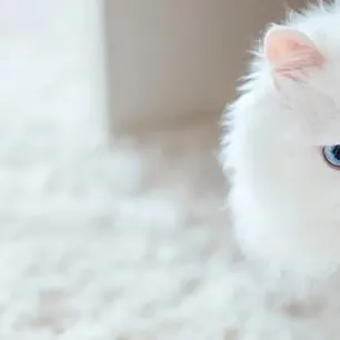 Gorgeous White Cat Breeds to Welcome to the Family