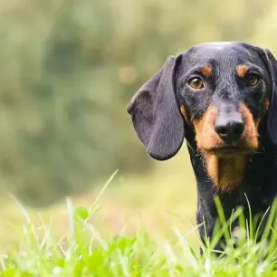 Hound Dogs Everything You Need to KnowHERO