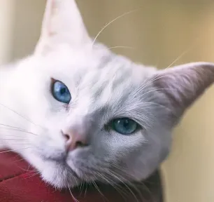 Top 10 White Cat NamesHERO