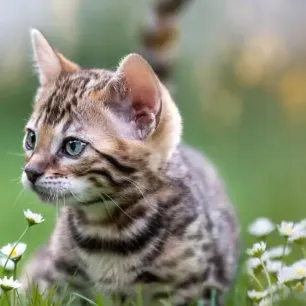 Top 5 Cats That Look Like Tigers, Leopards and Other Wild Felines