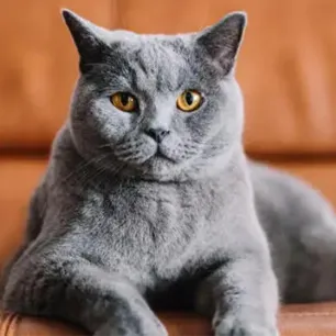 10 Amazing Grey Cat Names