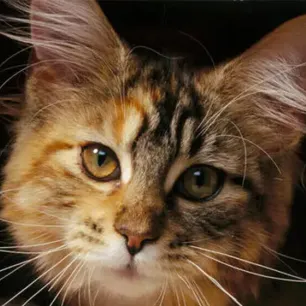 10 Famous Cats Throughout History