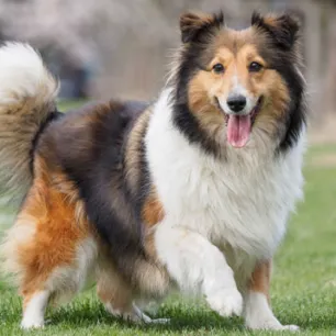11 English and British Dog Breeds