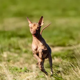 5 Hairless Dog Breeds