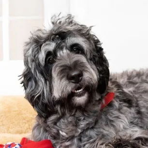 Big_Fluffy_Dog_Breeds