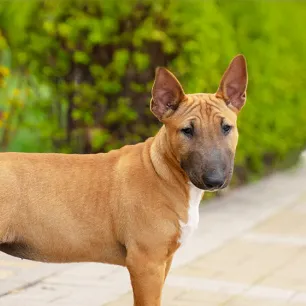 Advice on Insuring Your Dog or Puppy