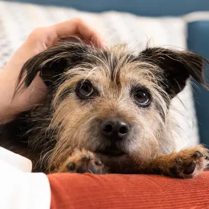 Arthritis in Dogs – Symptoms and Treatment