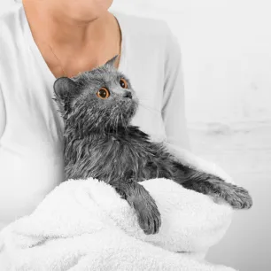 Bathing Cats: Everything You Need to Know