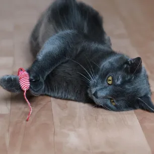 Best Types of Toys for Senior Cats