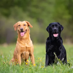 Calm and Lazy Dog Breeds