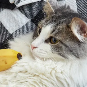 Can Cats Eat Bananas?