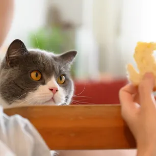 Can Cats Eat Bread?
