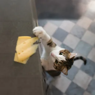 Can Cats Eat Cheese?
