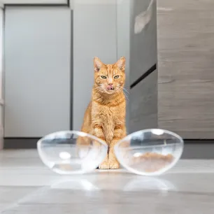 Can Cats Eat Dog Food?