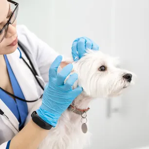 Ear Mites in Dogs: Symptoms and Treatment
