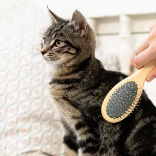 How to Groom a Kitten