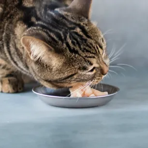 Can Cats Eat Raw Chicken?